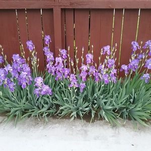 Meet your Posher, Sylvia